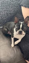 Bugsy