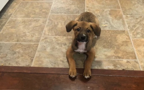 Darla