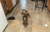 Darla