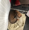 Darla