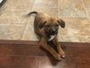 Darla