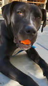 Bubba