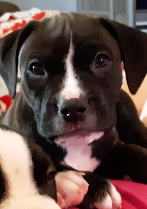 Roo