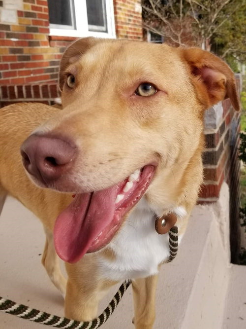 Bowser