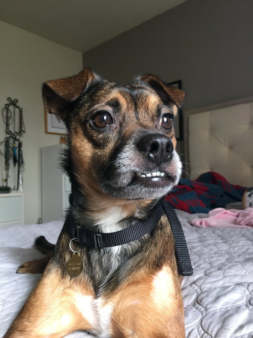 Opie