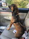 Opie