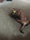 Opie