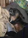 Opie