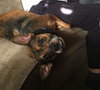 Opie