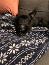 Mindy