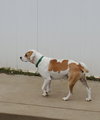 Frito