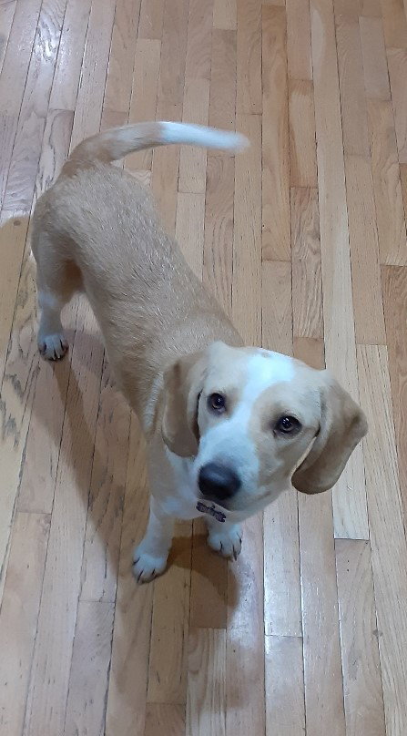 Emmitt