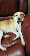 Emmitt