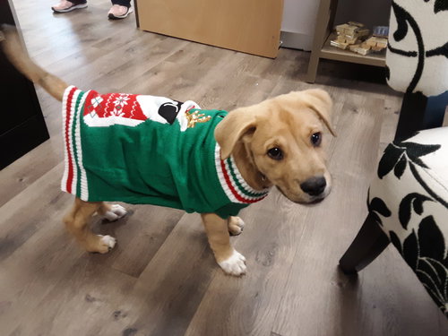 Rudolph
