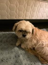 Buffy