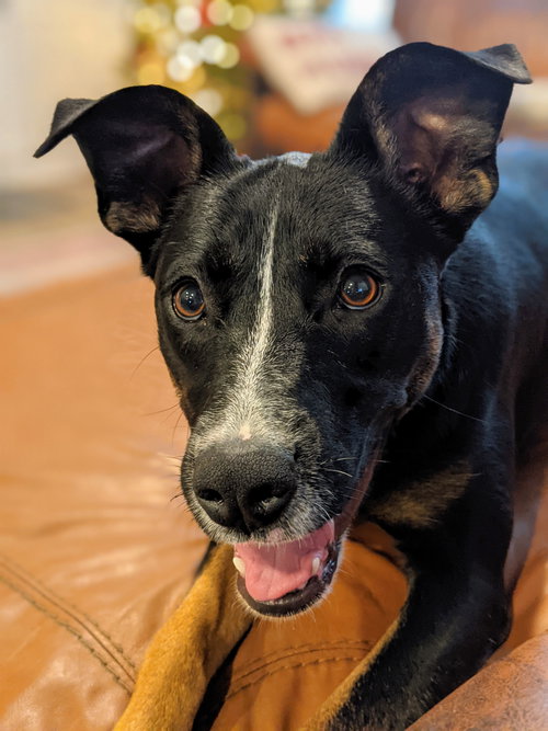 Lyra