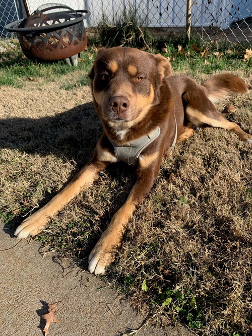 Roscoe
