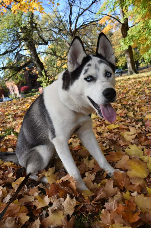 Loki