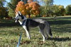 Loki