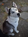 Loki