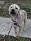 Bonnie