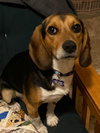 Dudley