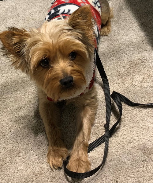 Chewy