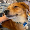 Tod