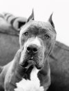 Cujo