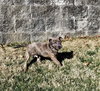 Brewster