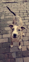 Dingo