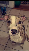 Dingo