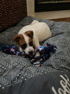 Barleigh