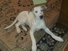 Doogie