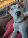 Doogie