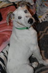 Doogie