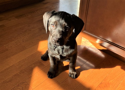 Kaya