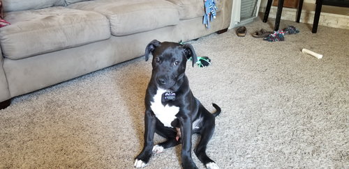 Arlo