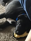 Arlo