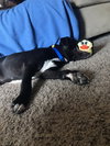 Arlo