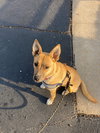 Trixie