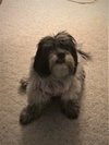 Roxie