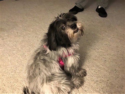 Roxie