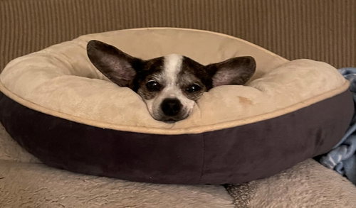 Lulu