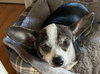 Lulu