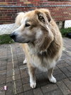 Buddy Boy