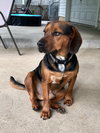 Scout