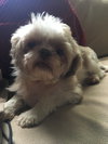 Tzu Tzu