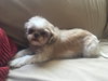 Tzu Tzu