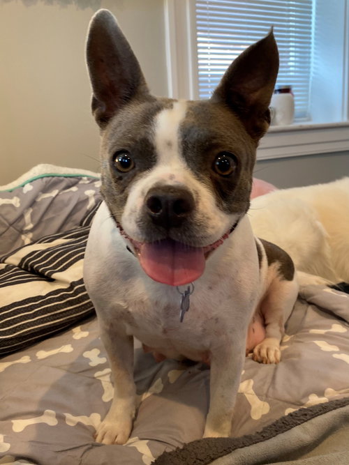 Tallulah
